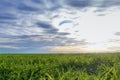YoungÃÂ Wheat,ÃÂ GreenÃÂ WheatÃÂ SeedlingsÃÂ growing in a field Royalty Free Stock Photo